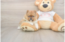 Best Pomeranian Baby
