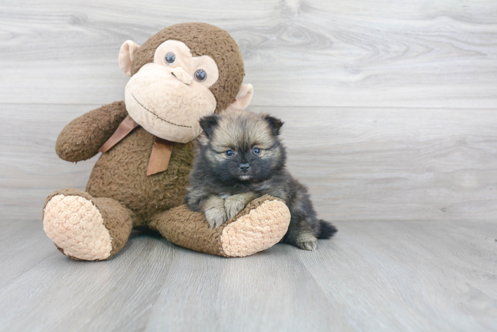 Playful Pomeranian Purebred Pup