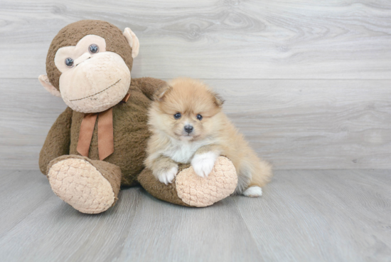 Hypoallergenic Pomeranian Baby