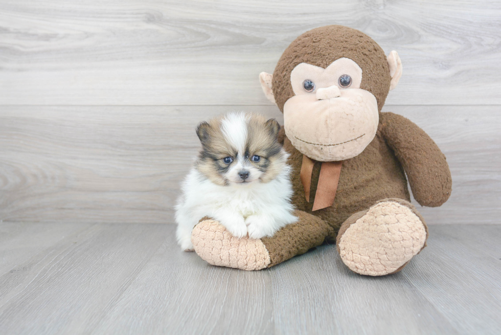 Friendly Pomeranian Baby