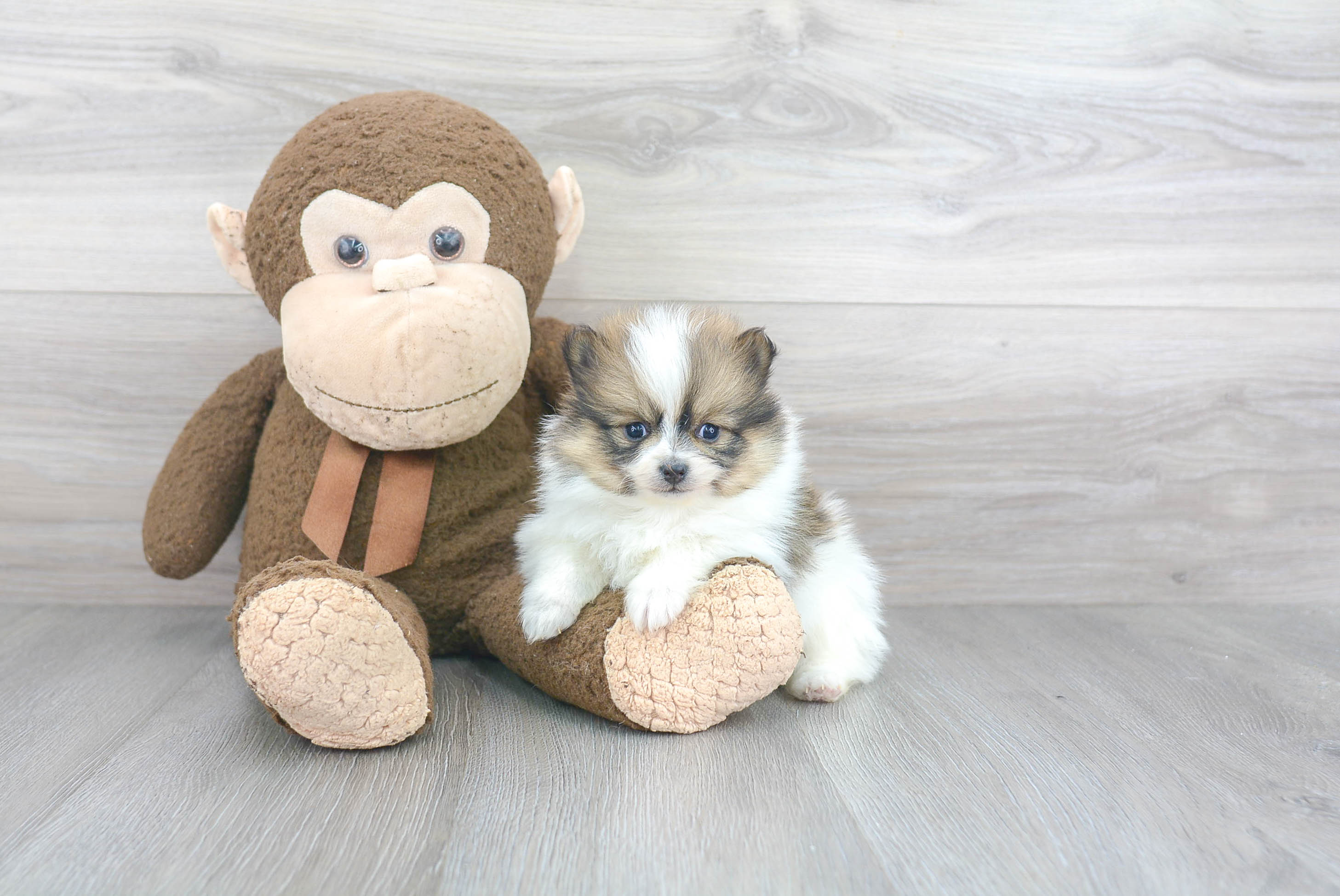 Best Pomeranian Baby