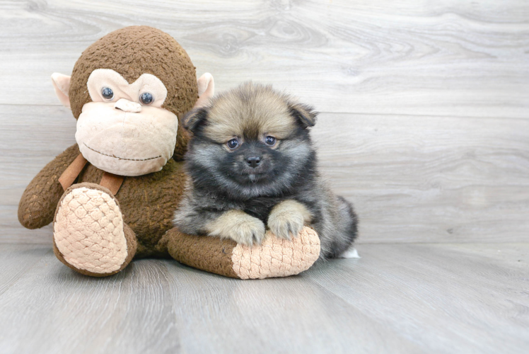 Smart Pomeranian Purebred Puppy