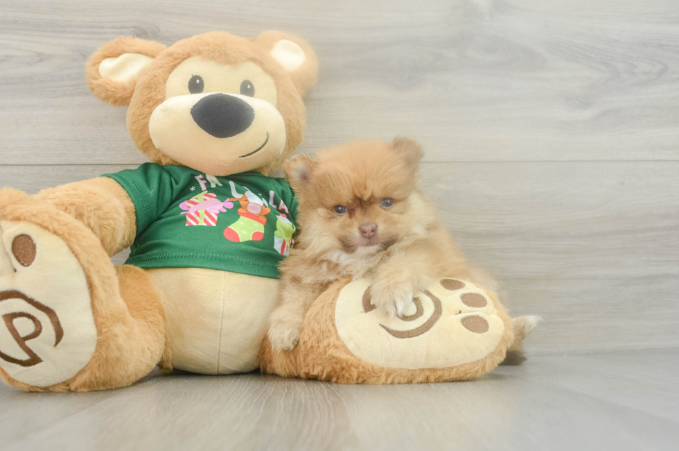 5 week old Pomeranian Puppy For Sale - Premier Pups