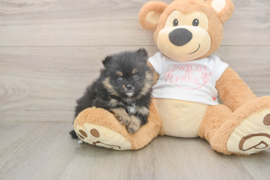 Popular Pomeranian Purebred Pup