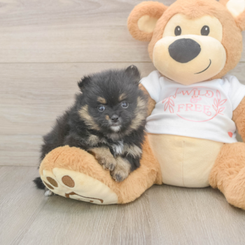 PENNY, a Pomeranian puppy from New Albany  OH