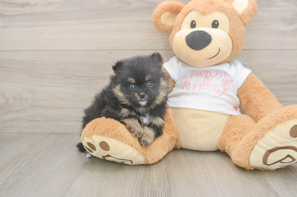 5 week old Pomeranian Puppy For Sale - Premier Pups
