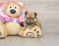 8 week old Pomeranian Puppy For Sale - Premier Pups