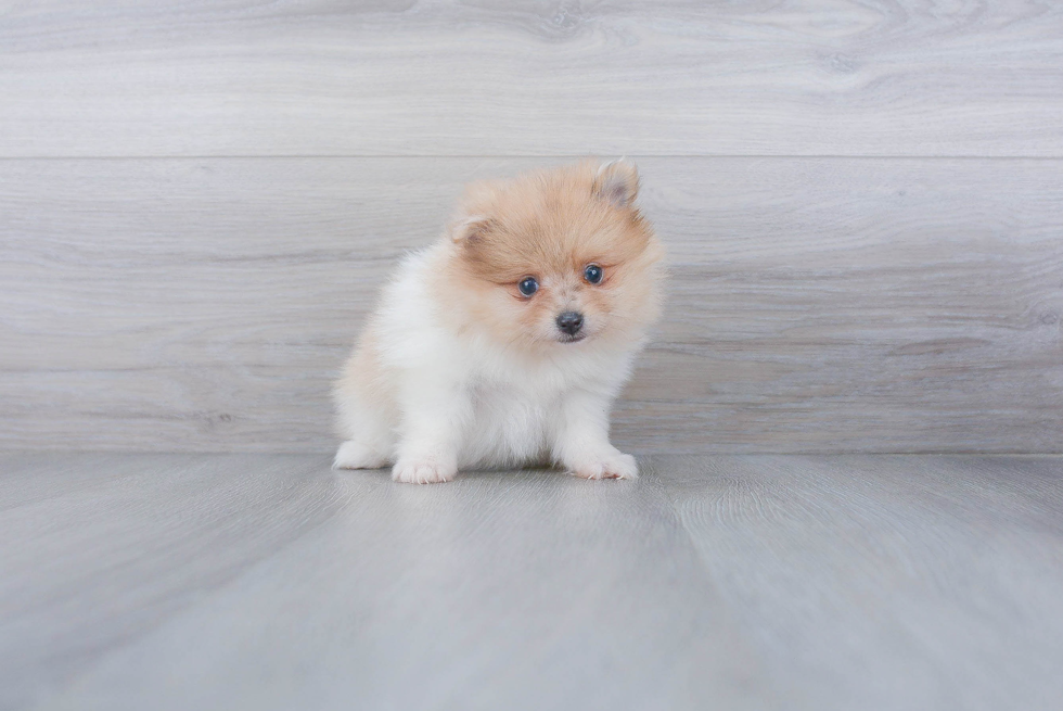 Funny Pomeranian Purebred Pup