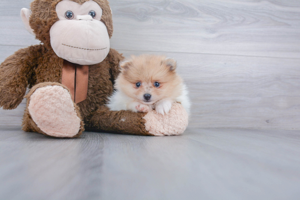 Hypoallergenic Pomeranian Baby