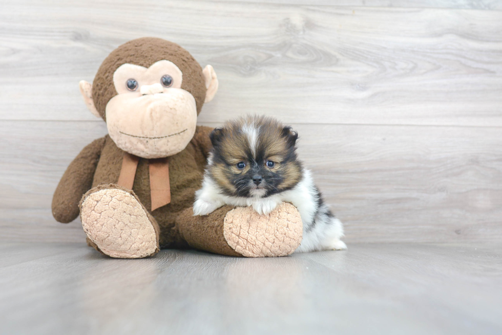 Funny Pomeranian Purebred Pup