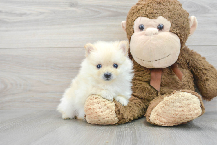 Little Pomeranian Purebred Pup