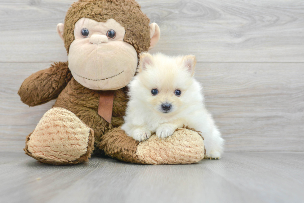 Cute Pomeranian Purebred Puppy