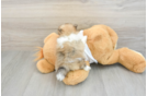 Pomeranian Puppy for Adoption