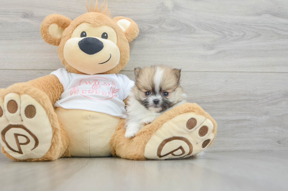 5 week old Pomeranian Puppy For Sale - Premier Pups