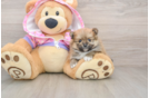 Pomeranian Pup Being Cute