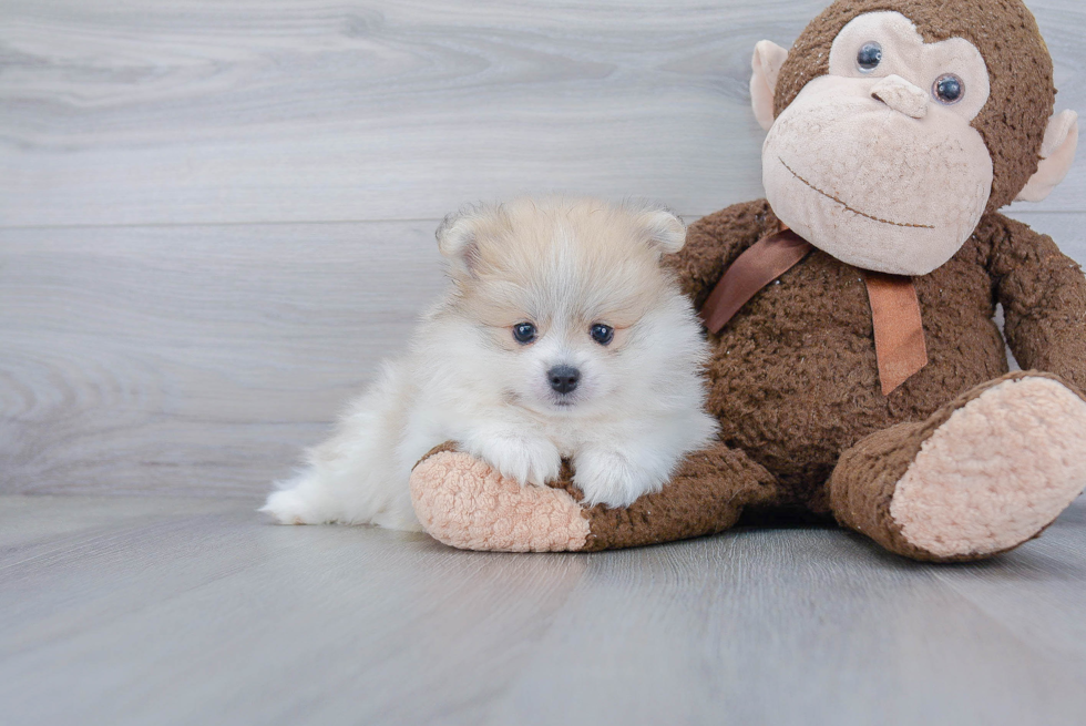 Small Pomeranian Purebred Pup