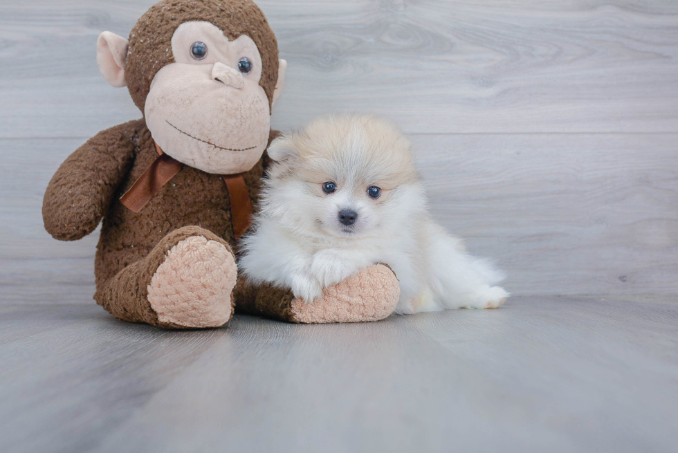 Smart Pomeranian Purebred Puppy