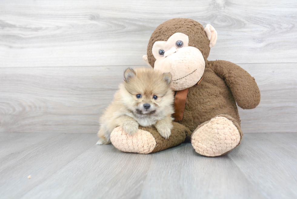 Sweet Pomeranian Purebred Puppy