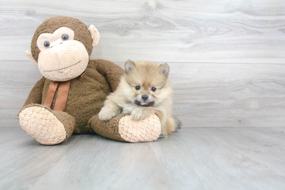 Fluffy Pomeranian Purebred Puppy