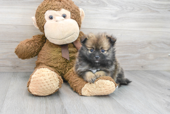 Playful Pomeranian Baby