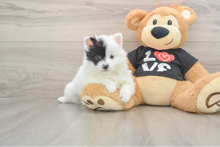 Best Pomeranian Baby