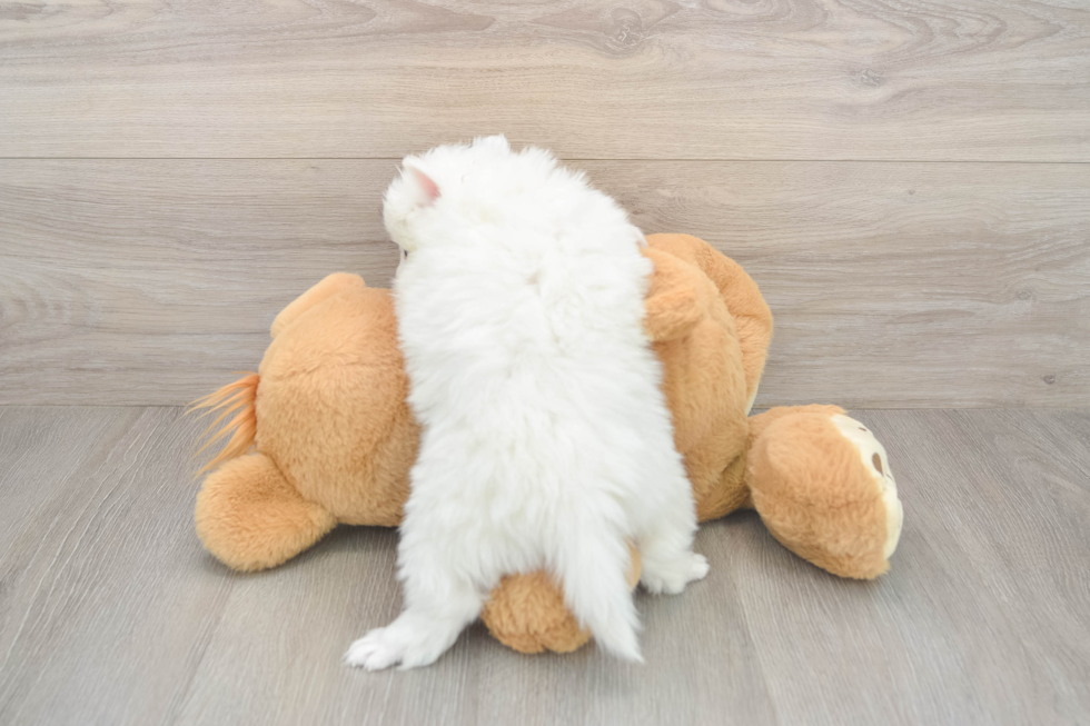 Akc Registered Pomeranian Baby