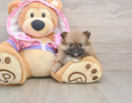 8 week old Pomeranian Puppy For Sale - Premier Pups