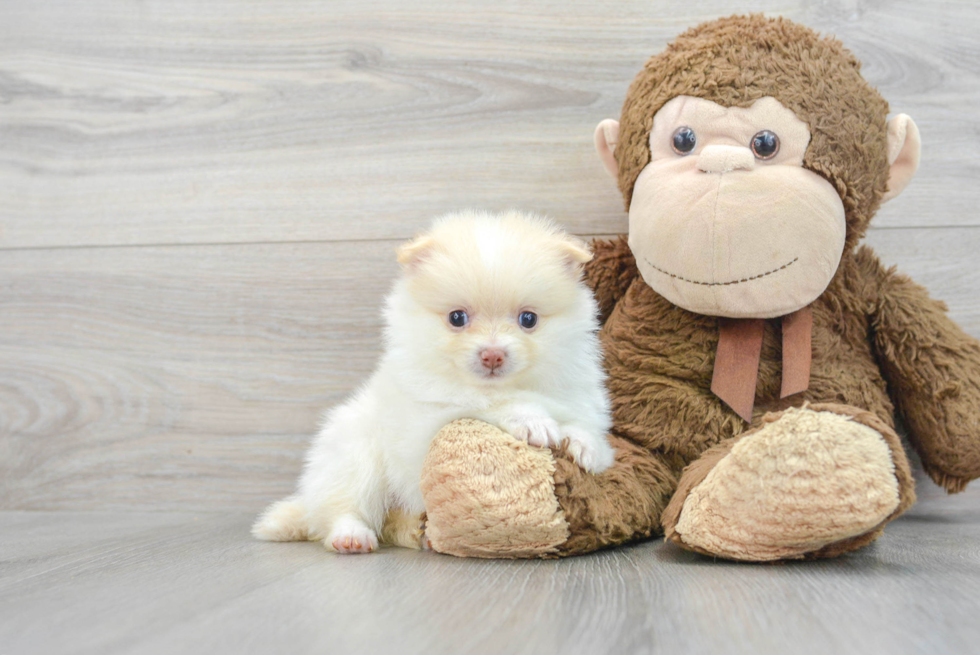 Hypoallergenic Pomeranian Purebred Pup