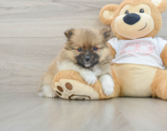 7 week old Pomeranian Puppy For Sale - Premier Pups