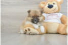 Sweet Swergspitz Purebred Puppy