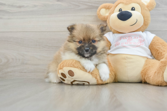 Sweet Swergspitz Purebred Puppy