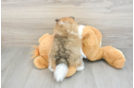 Small Pomeranian Baby
