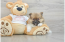 Popular Pomeranian Baby