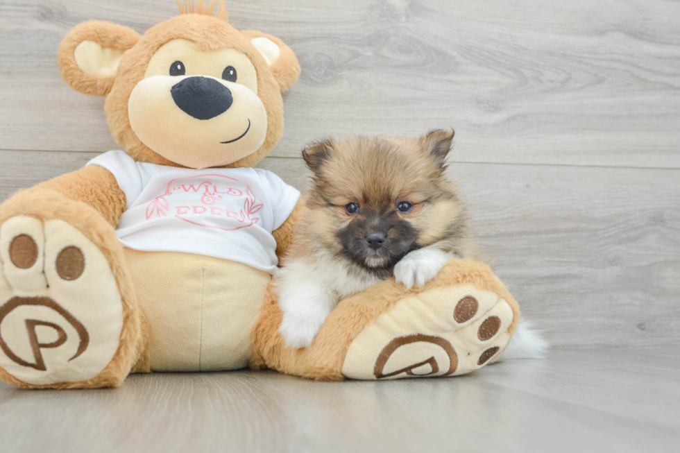 Popular Pomeranian Baby