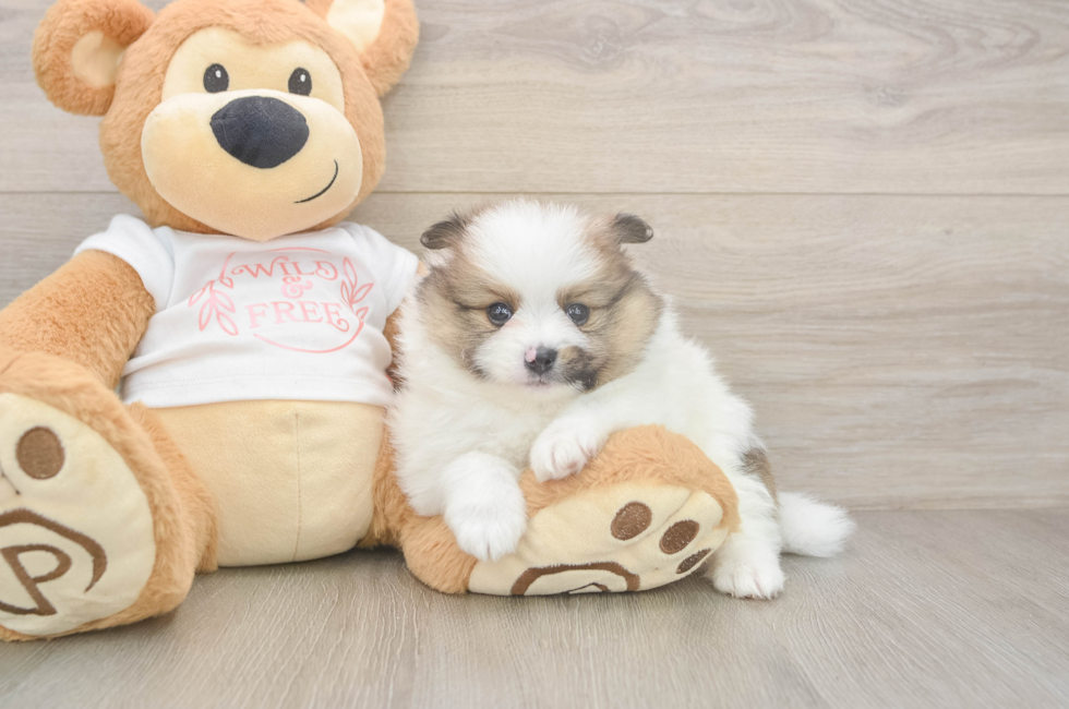 5 week old Pomeranian Puppy For Sale - Premier Pups