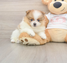 7 week old Pomeranian Puppy For Sale - Premier Pups