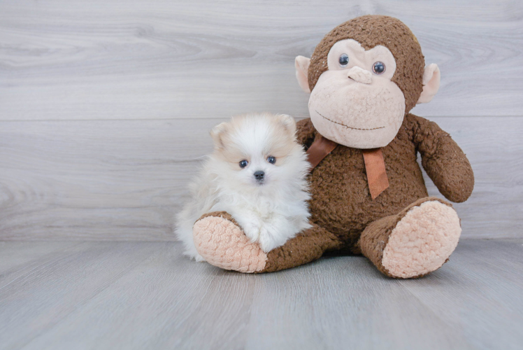 Friendly Pomeranian Baby