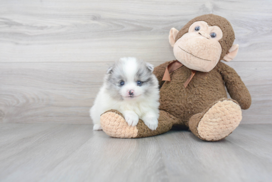 Pomeranian Pup Being Cute