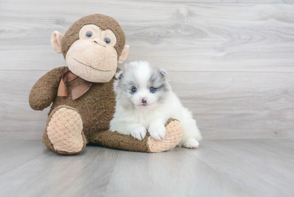 Hypoallergenic Pomeranian Purebred Pup