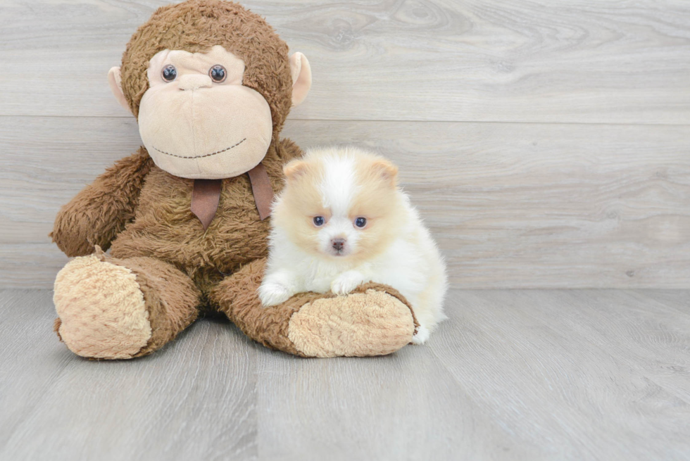 Pomeranian Pup Being Cute