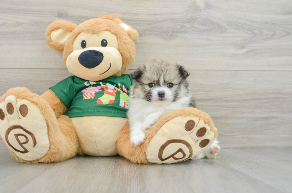 5 week old Pomeranian Puppy For Sale - Premier Pups