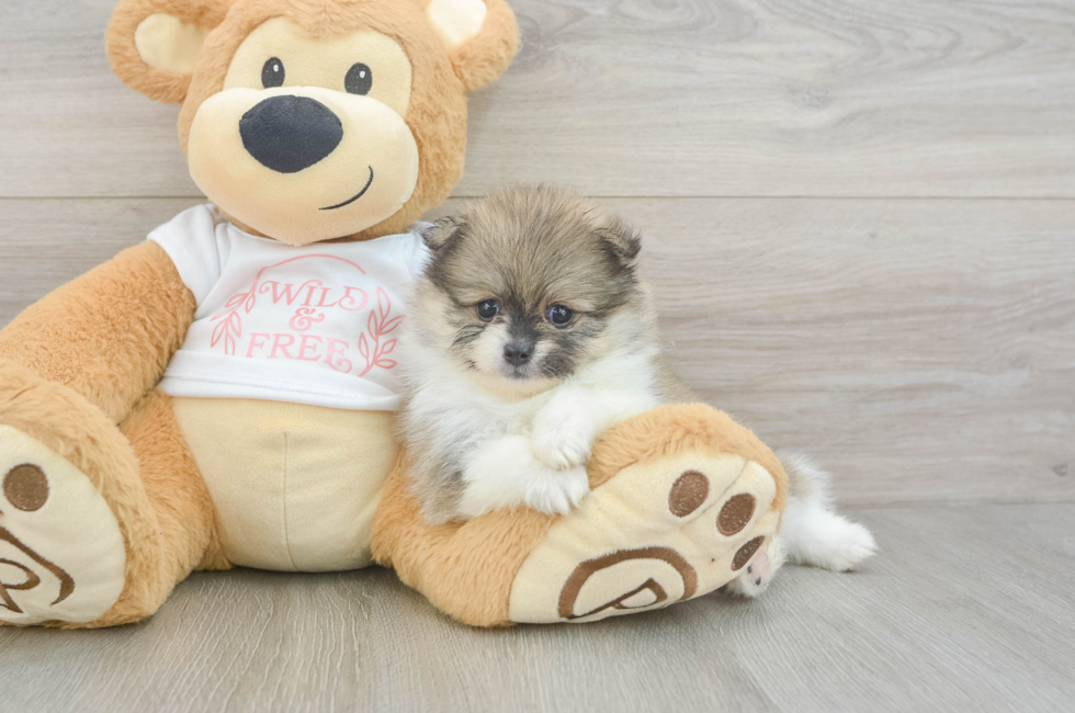 5 week old Pomeranian Puppy For Sale - Premier Pups