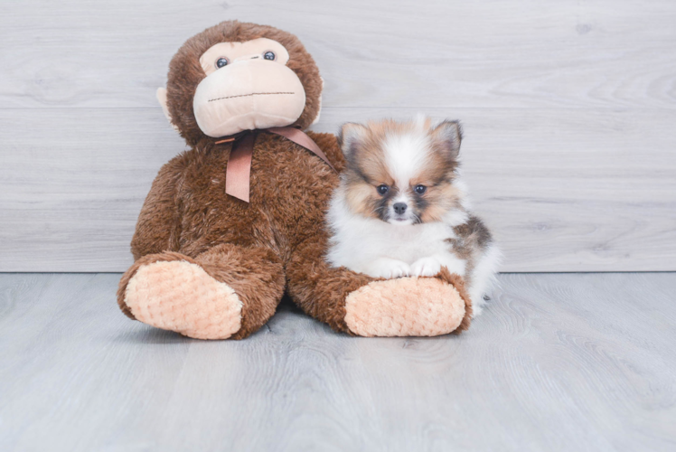 Petite Pomeranian Purebred Puppy