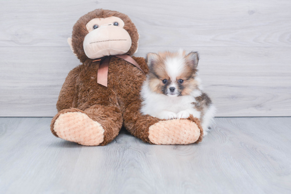 Petite Pomeranian Purebred Puppy