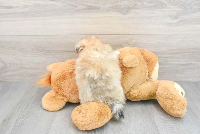 Meet Prada - our Pomeranian Puppy Photo 2/3 - Premier Pups