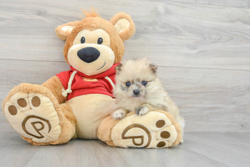 Meet Prada - our Pomeranian Puppy Photo 3/3 - Premier Pups