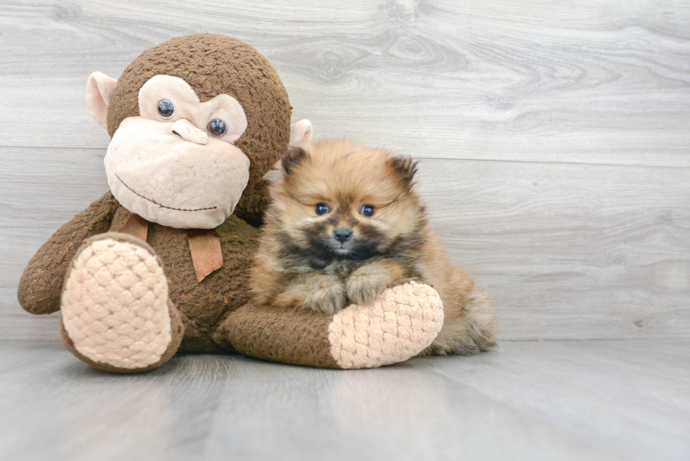 Smart Pomeranian Purebred Puppy