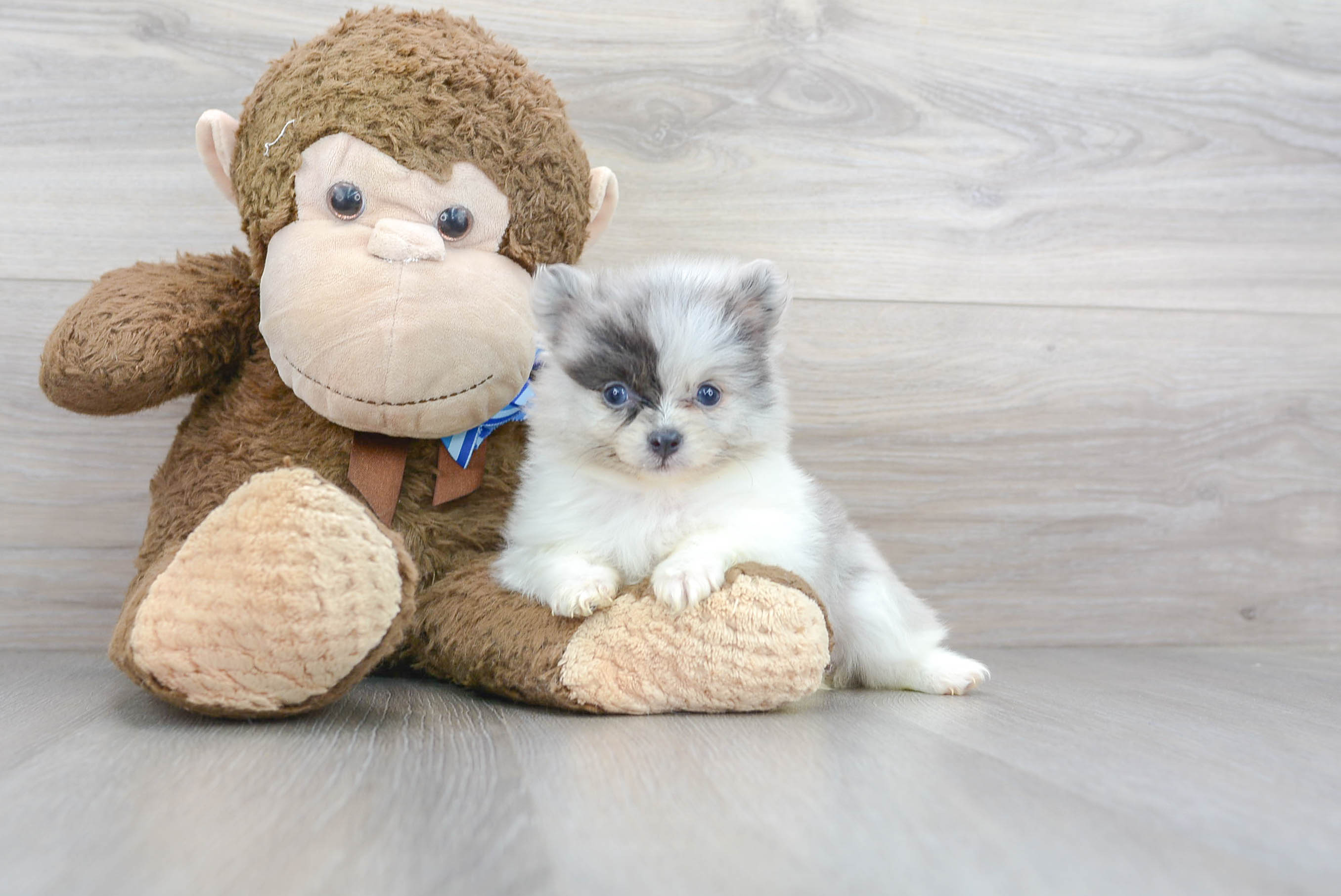 Sweet Pomeranian Purebred Puppy