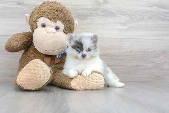 Sweet Pomeranian Purebred Puppy