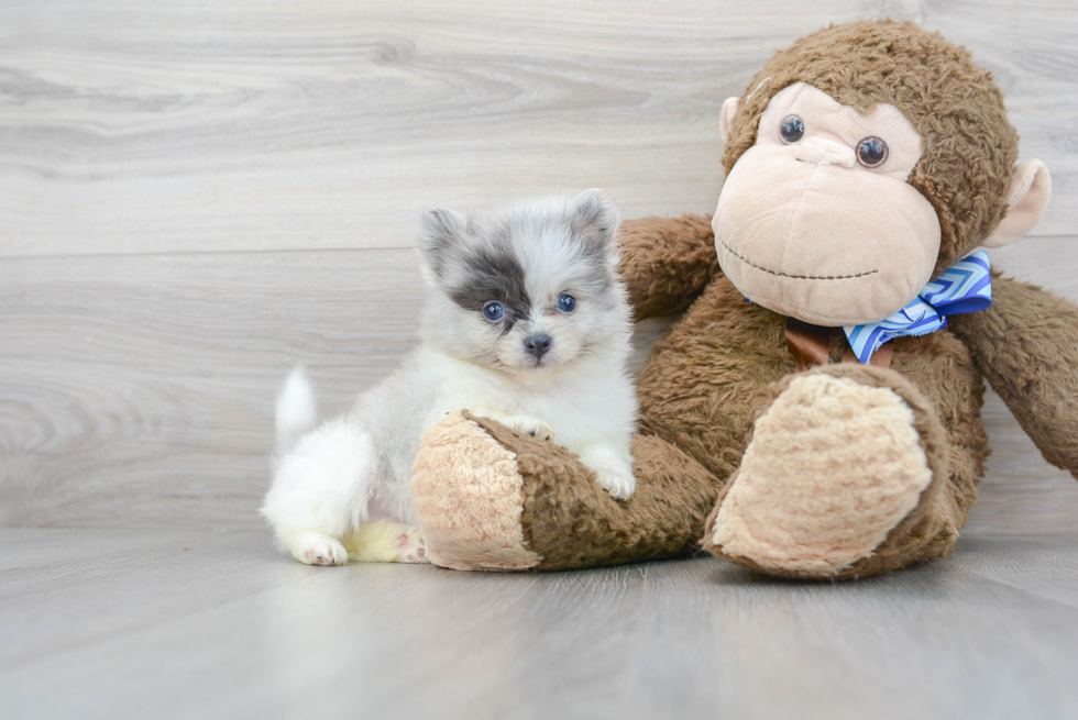 Playful Pomeranian Baby